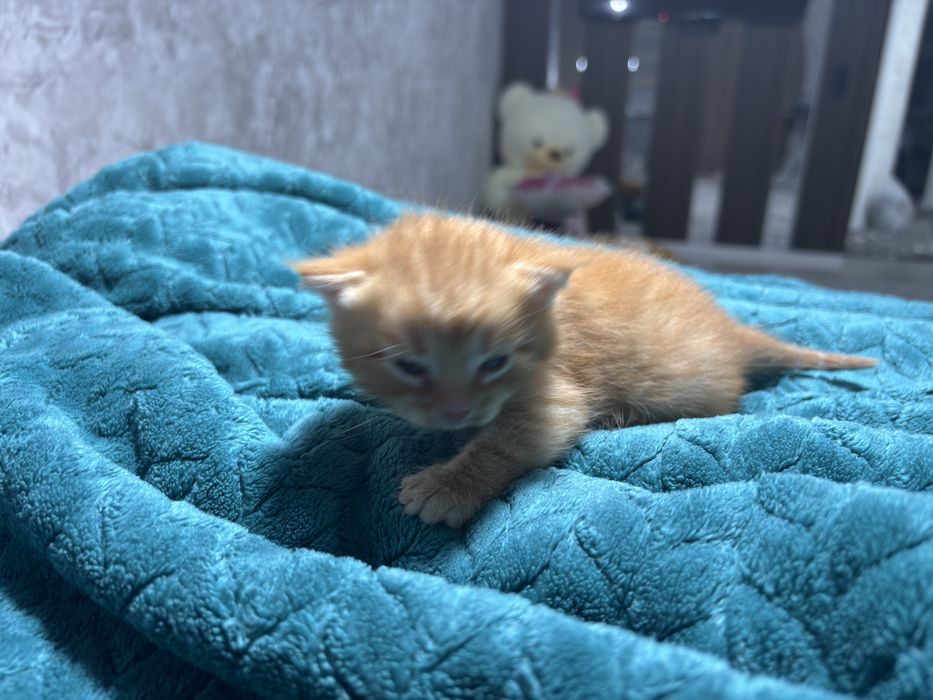 Шотландские вислоухие котята