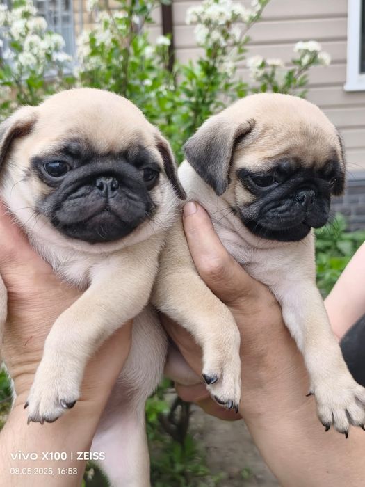 Очаровательные щенки мопса.