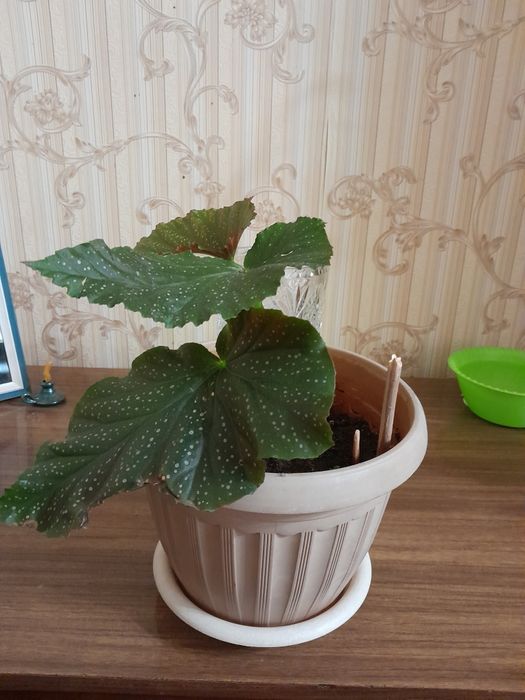 Бегонию коралловую продам