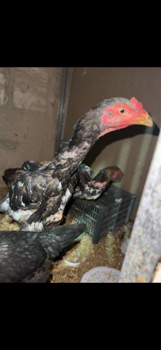 Dakan jujalar sotiladi