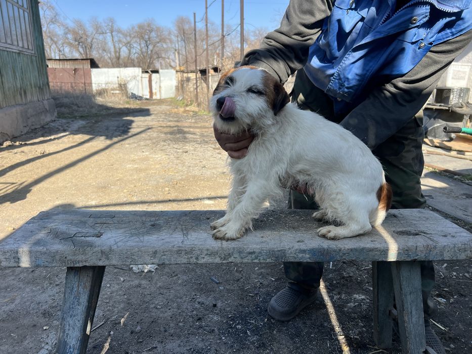 Продам ягдтерьер