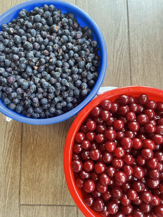 Продам вишню и иргу