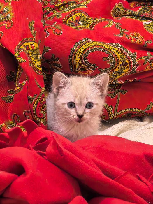 Отдам котенка в добрые руки