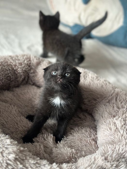 Котята шотландской кошки девочки