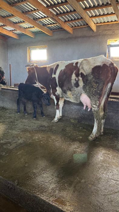 Сиырлар сатылады