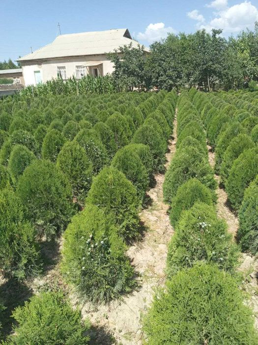 Арчвлар туя навли кучатлари