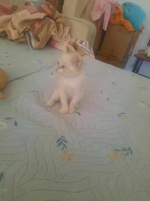 2 айлык мысык котенок