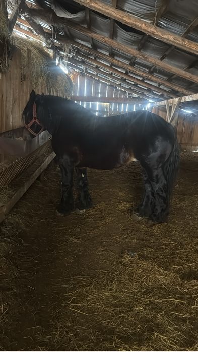 Vând armasar ardenez de 3 ani