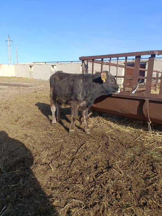 Баспақтар сатылады