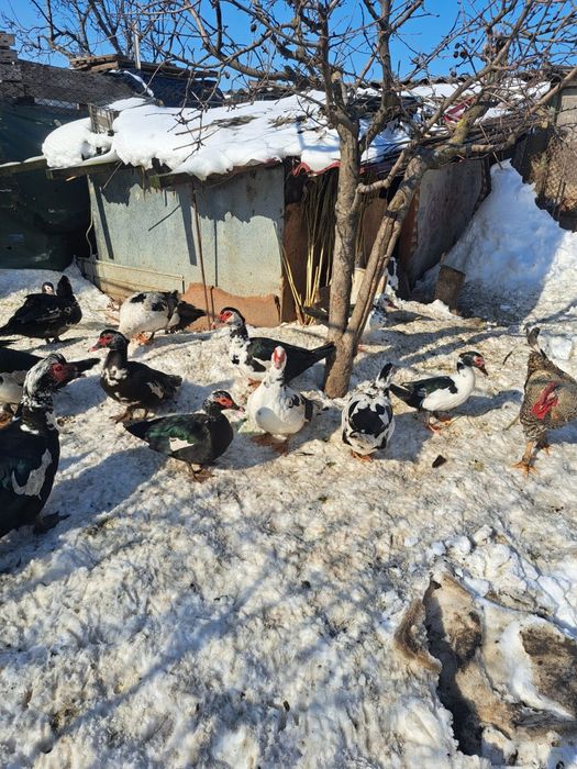 Vând  rate/ratoi mute +iepuri