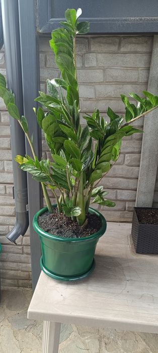 Zamioculas, planta dinozaur