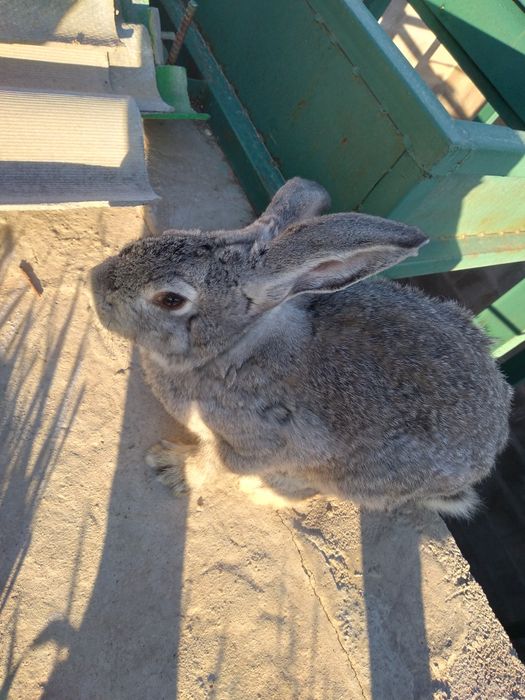 Еркек қоян срочно сатылады
