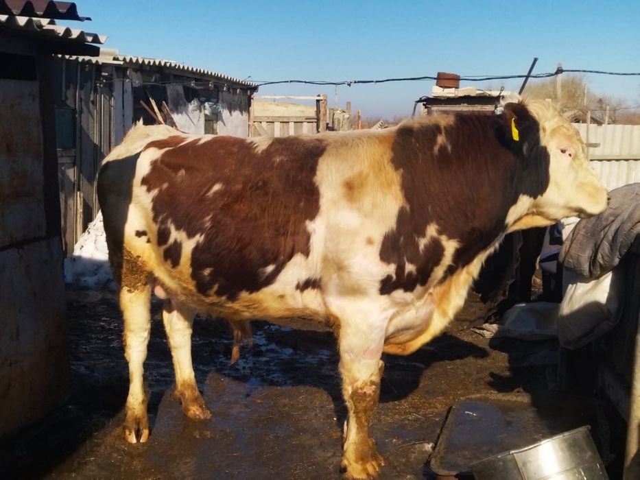 Бычки производители