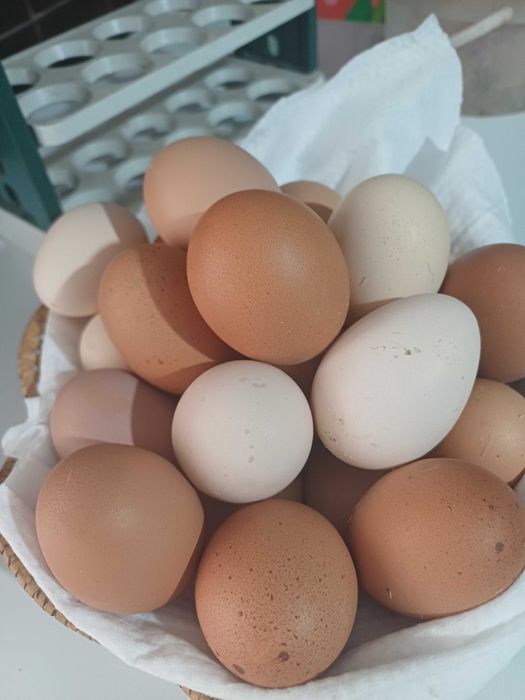 Яйцо домашнее. Куриное