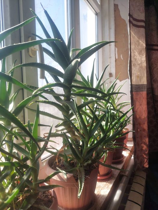 Алоэ гұл лечебный домашний