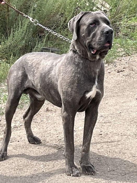 Продвется молодой кобель кане корсо