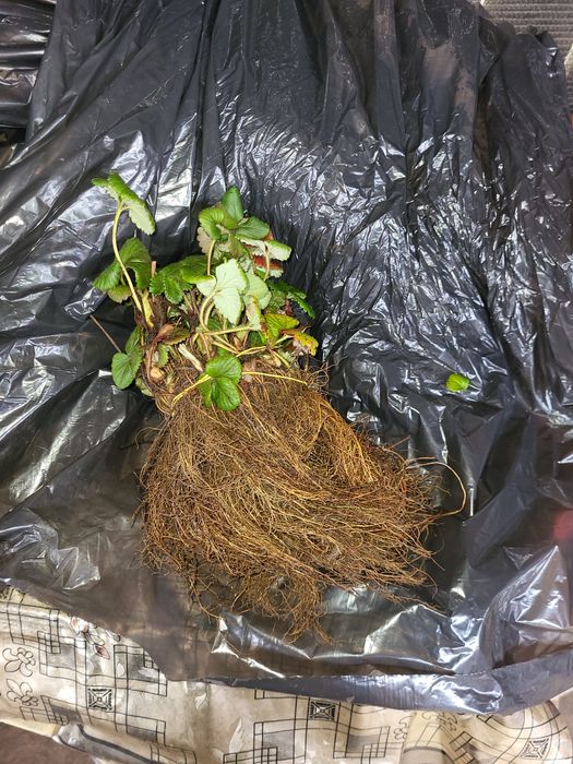 Stoloni capsuni Albion,soiuri anuale,zmeura remontanta