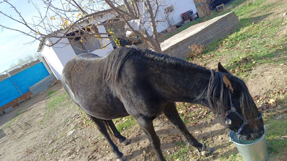 Ат айғыр сатылады