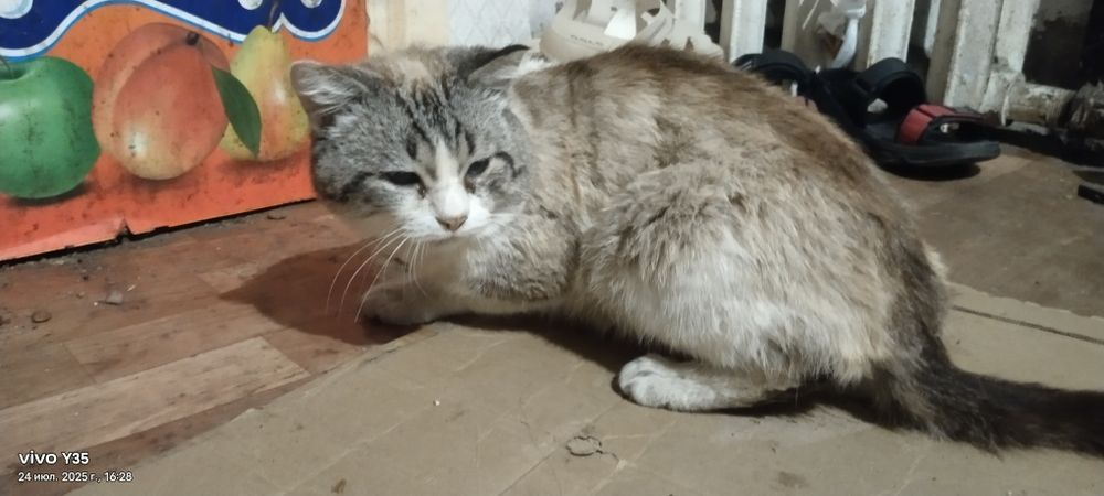 Отдам хорошие руки