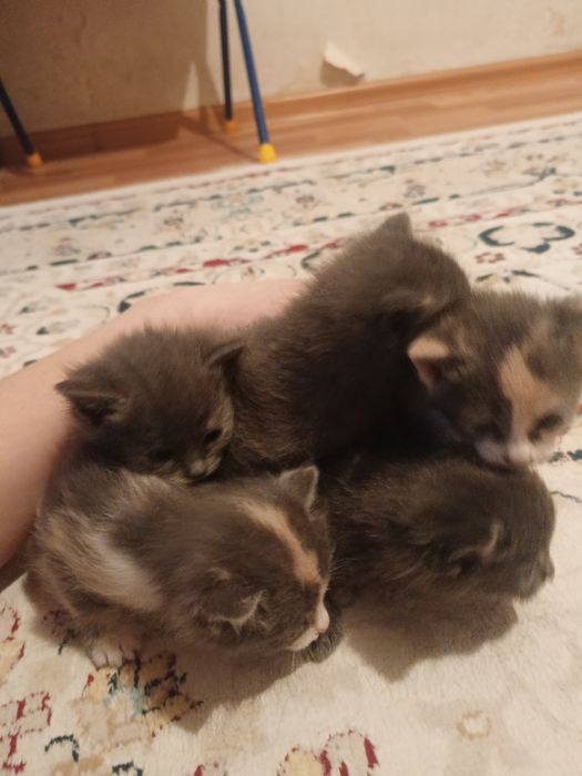 Сиамский мысык балдары