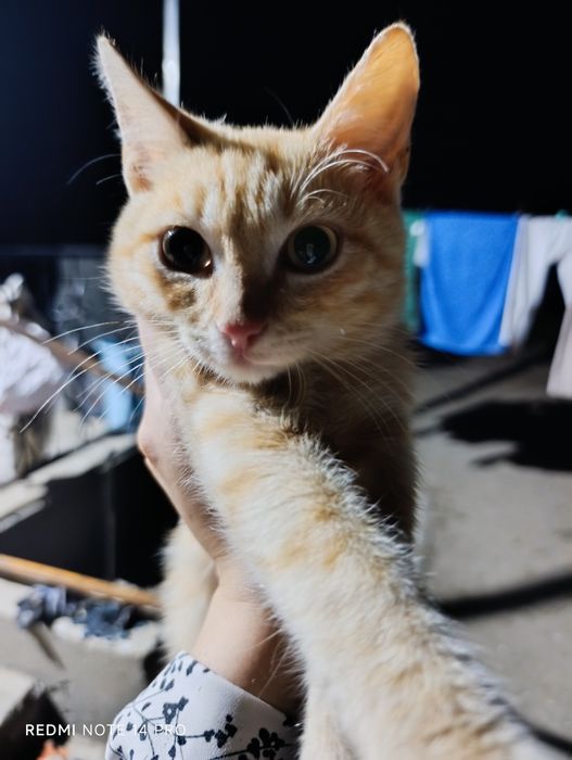 Котенок в добрые руки