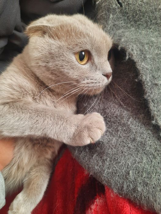 Отдам даром в хороший руки