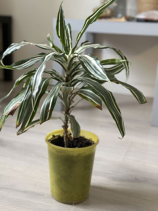 Драцена комнатная