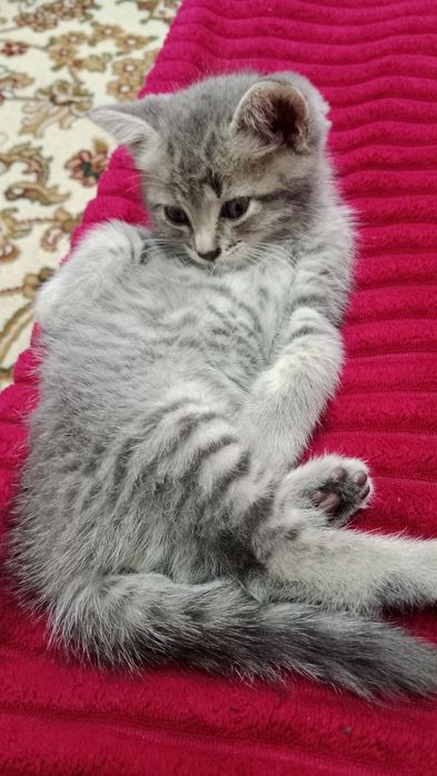 Отдам котенка мальчик