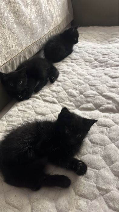 Отдам бесплатно замечательных котят