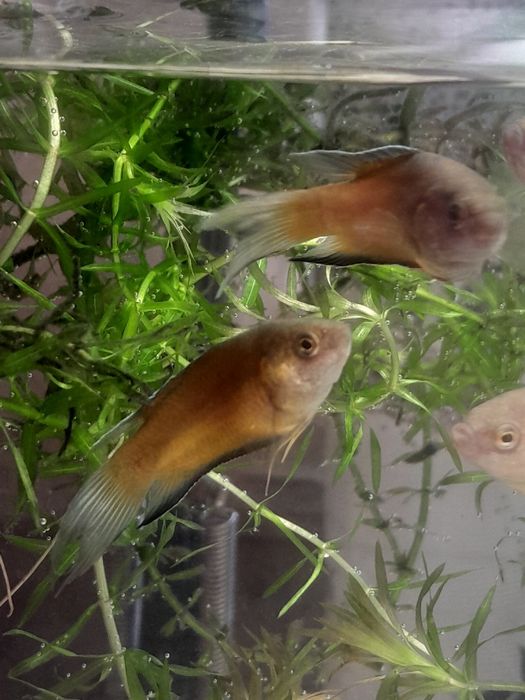 Аквариумные рыбки