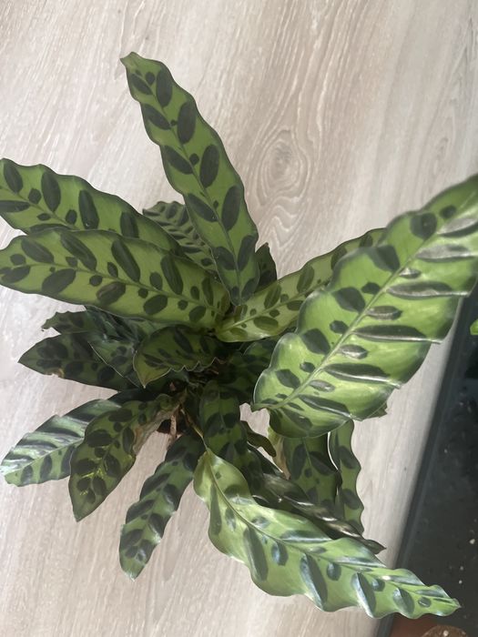 Комнатные растения