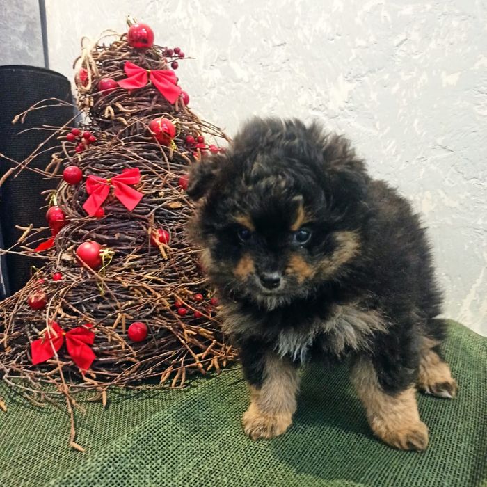 Продам щенка шпиц