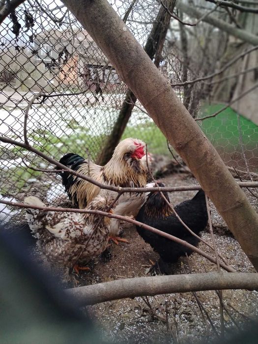 Струмски  петли.