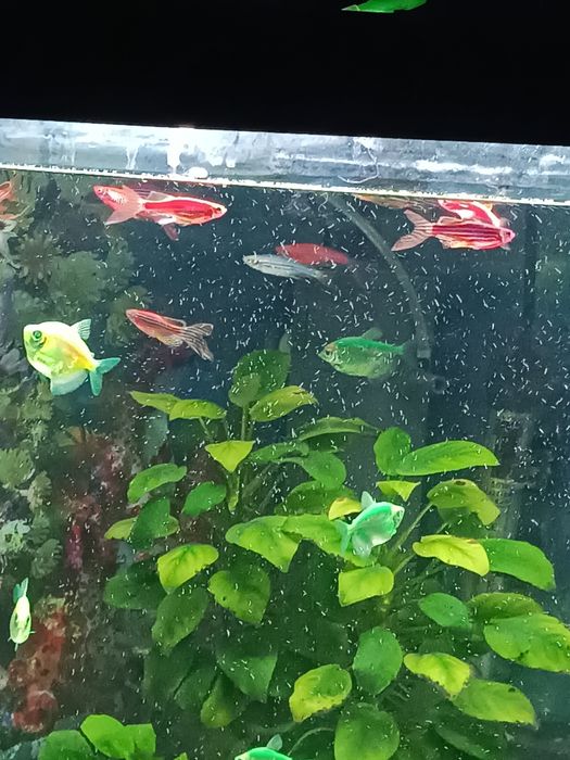 Аквариумные рыбки данио