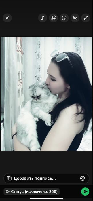 Веслоухая шатландская кошка