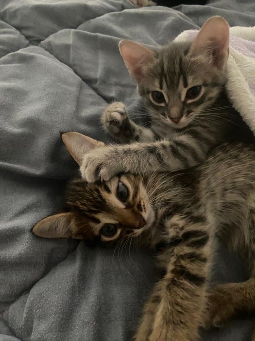 отдам котяток в добрые руки