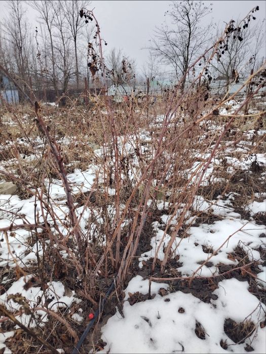 Butasi zmeura ii scot direct cand doreste clientul