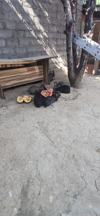 Зайчики цена договорная самовывоз