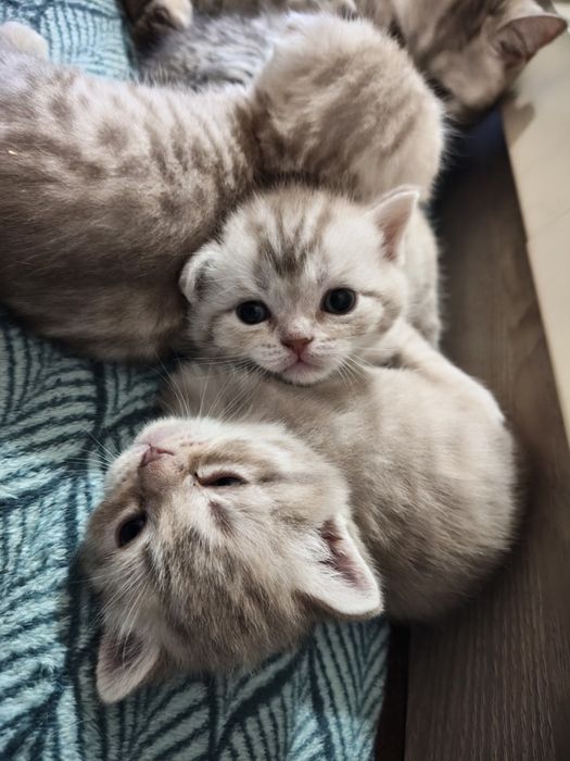 Продаются котята британцы