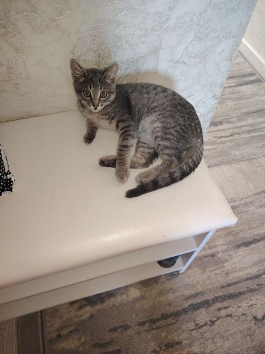 Бесплатно кошка бесплатно