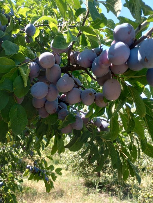 Prune de vară din livada proprie