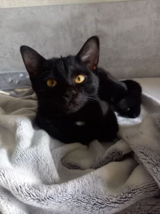 Малышка Багира в поисках дома!! Ташкент!