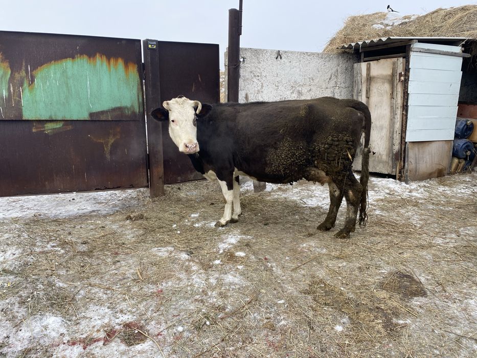 Продам корову дойную