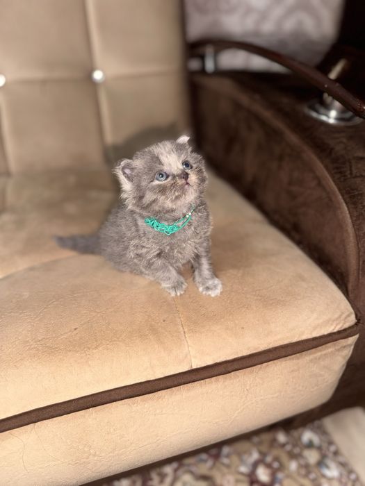 Срочно продается скоттиш страйт мальчик