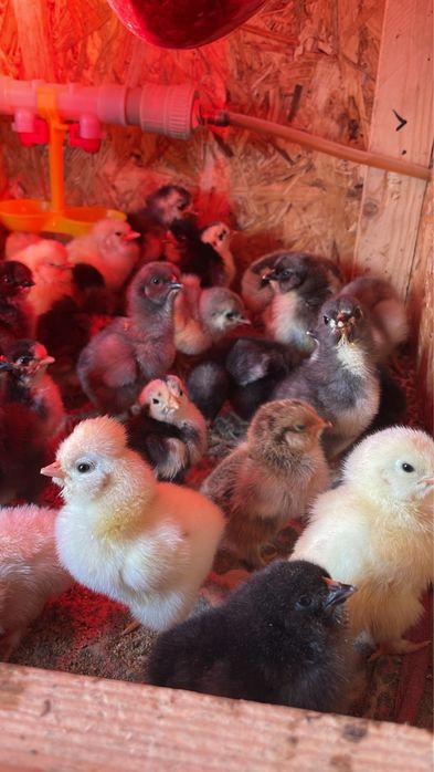 Цыплята от крупных курей