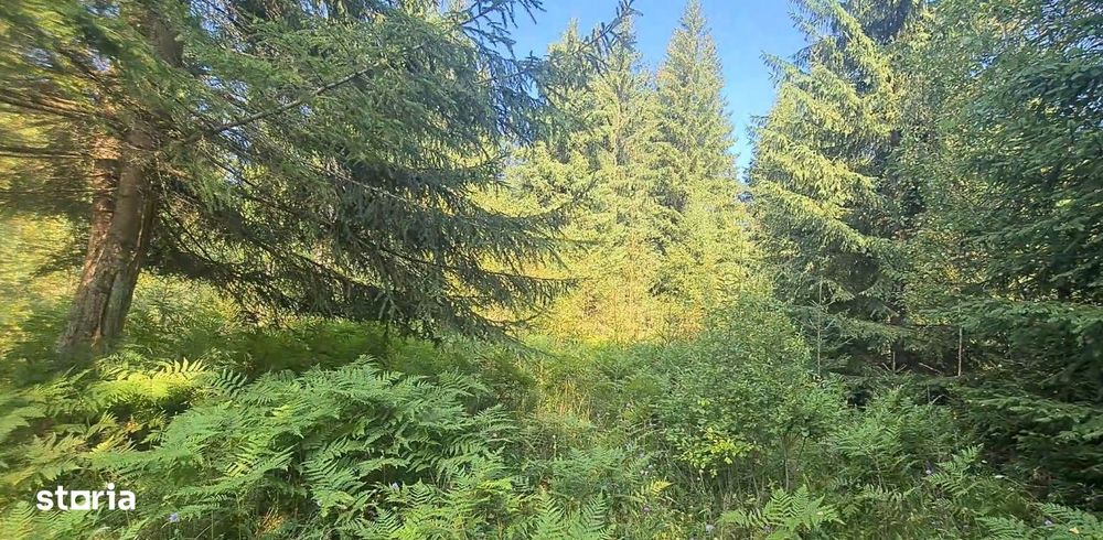 Neagra Sarului - Saru Dornei, Teren S = 6450 mp; 13 km de Vatra Dornei