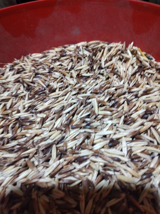 Vând diverse cereale