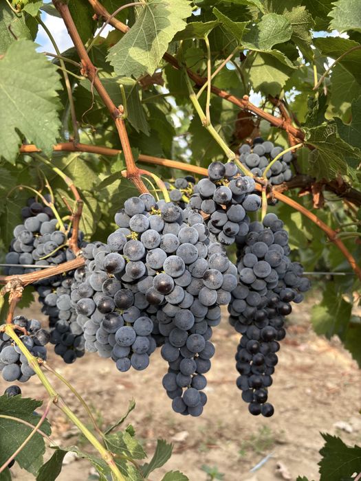 Struguri nobili de vin alb si rosii