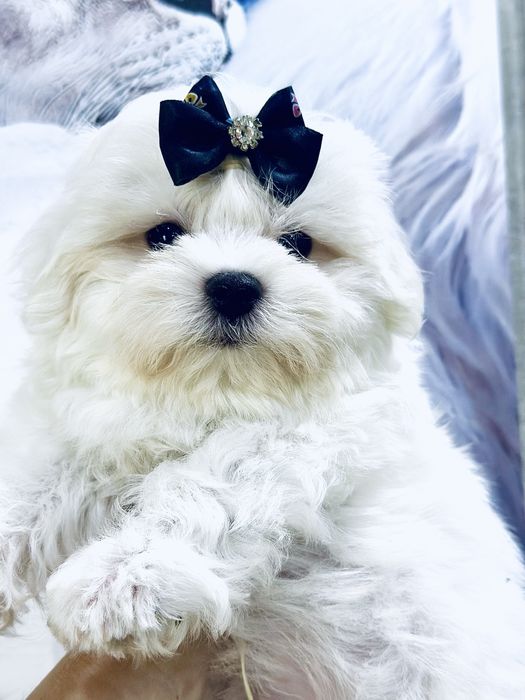 Милые щеночки мальтезе