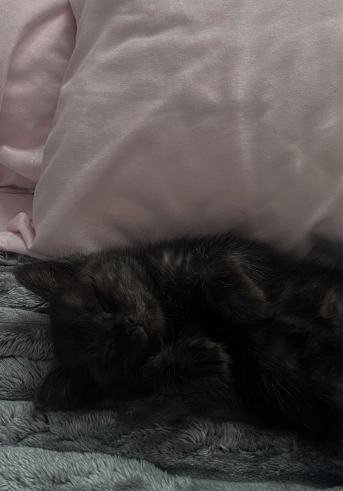 Кошка в ответствение руки